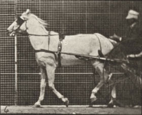 Plate 586 'Katydid' walking, harnessed to sulky — figure reference